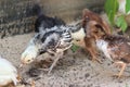 Group of Young baby Bantam chick in the sand