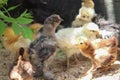 Group of Young baby Bantam chick in the sand