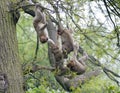 Group of young barbary macaques