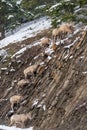 A group of young Bighorn Sheep standing on the snowy rocky mountain hillside. Banff National Park in October Royalty Free Stock Photo