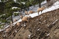 A group of young Bighorn Sheep standing on the snowy rocky mountain hillside. Banff National Park in October Royalty Free Stock Photo