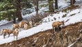 A group of young Bighorn Sheep standing on the snowy rocky mountain hillside. Banff National Park in October Royalty Free Stock Photo