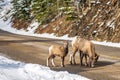 A group of young Bighorn Sheeps (ewe and lamb) on the snowy mountain road. Banff National Park in October Royalty Free Stock Photo