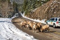 A group of young Bighorn Sheeps on the snowy mountain road. Cars make a detour.