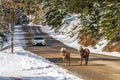 A group of young Bighorn Sheeps on the snowy mountain road. Cars make a detour.