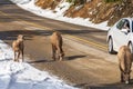 A group of young Bighorn Sheeps on the snowy mountain road. Tourists take pictures from the car window.