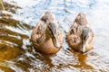 Group of young brown ducks, ducklings swimming together in lake near the coast. Water birds species in the waterfowl family