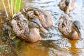 Group of young brown ducks, ducklings swimming together in lake near the coast. Water birds species in the waterfowl family