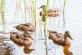 Group of young brown ducks, ducklings swimming together between the water plants in lake near the coast. Water birds species in