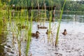 Group of young brown ducks, ducklings swimming together between the water plants in lake near the coast. Water birds species in