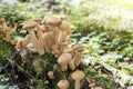 Group of young buttons of edible mushrooms from the Armillaria