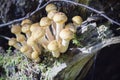 Group of young buttons of edible mushrooms from the Armillaria