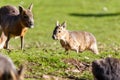 Young capybara running in short grass Royalty Free Stock Photo