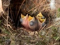 Carolina Wren Nestlings