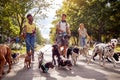 A group of young cheerful dog walkers in the park are having fun while walking dogs in the park. Pets, walkers, service Royalty Free Stock Photo