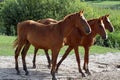 Group of young chestnut mares Royalty Free Stock Photo