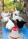 A group of young chicken