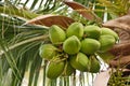 Group of young coconut