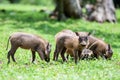 Group of young Common warthogs grazing in the green field