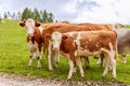 Group of young cows in the Italian Alps Royalty Free Stock Photo