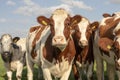 Group of young cows stand together in a pasture under a blue sky, image of head and neck and chest, red and white heifer Royalty Free Stock Photo