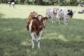 Group of young cows stand together in a pasture under a blue sky, image of head and neck and chest, red and white heifer Royalty Free Stock Photo