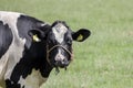 Group of young cows stand together in a pasture under a blue sky, image of head and neck and chest, red and white heifer Royalty Free Stock Photo