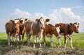 Young cows standing together in a pasture under a blue sky, red and white heifer Royalty Free Stock Photo