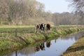 A group of young cows, their reflection in the water, are standing next to a ditch, a meadow surrounded by trees Royalty Free Stock Photo