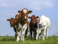 Group of young cows together in a pasture under a blue sky