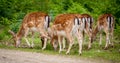 Group of young deers looking down