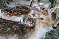 Group of young deers in the natural park closeup