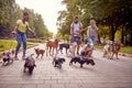 A group of young dog walkers are having fun while walk in the park with the bunch of dogs on the leash. Pets, walkers, service Royalty Free Stock Photo