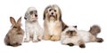 Group of young dogs, cat, rabbit in front of white Royalty Free Stock Photo