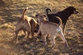 Group of young dogs playing outside Royalty Free Stock Photo