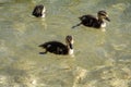 A group of young ducks swims on the surface of a mountain lake Royalty Free Stock Photo
