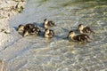 A group of young ducks swims on the surface of a mountain lake Royalty Free Stock Photo