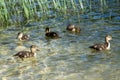 A group of young ducks swims on the surface of a mountain lake Royalty Free Stock Photo