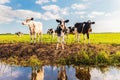 Group of young Dutch calves on a fresh green meadow