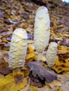 Group of young edible shaggy ink cap or lawyer`s wig or shaggy mane