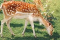 Group of young fallow deer eating grass at summer outdoors. Herd animals dama dama feeding consuming plant food on meadow. Royalty Free Stock Photo