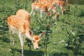 Group of young fallow deer eating grazing grass on summer outdoor. Herd animals dama dama feeding consuming plant food on a meadow Royalty Free Stock Photo