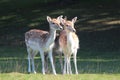 Group of 3 Young Fallow Deer at Knole Park