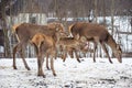 Group of young and female red deer walking and grazing near a village in the countryside in a field with snow Royalty Free Stock Photo