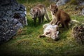 Group of young foxes playin together on the Svalbard tundra in Norway Royalty Free Stock Photo