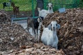 Group of young goats with small horns looking in the camera Royalty Free Stock Photo