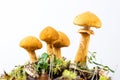 Group of young golden bootleg mushrooms
