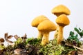 Group of young golden bootleg mushrooms