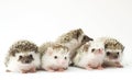 Group of young hedgehog baby