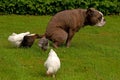 A group of young chickens looks curious about when the dog is pooping Royalty Free Stock Photo